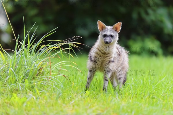 An aardwolf (Proteles cristatus) stands next to tall grass in a green meadow, looking at the camera. Captive