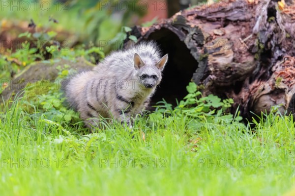 An aardwolf (Proteles cristatus) stands with its mane raised on a green meadow in front of a hollow, rotten tree trunk. Captive