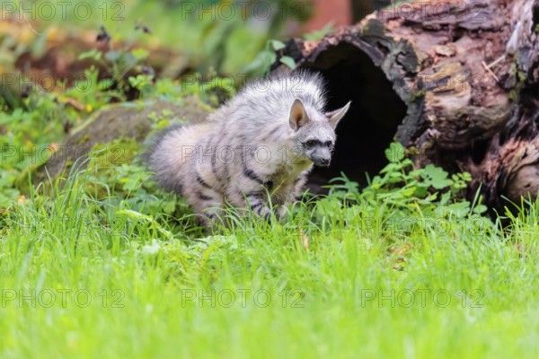 An aardwolf (Proteles cristatus) stands with its mane raised on a green meadow in front of a hollow, rotten tree trunk. Captive