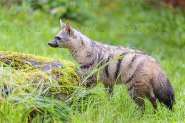 An aardwolf (Proteles cristatus) stands in a green meadow behind a mossy rock at the edge of the forest. Captive