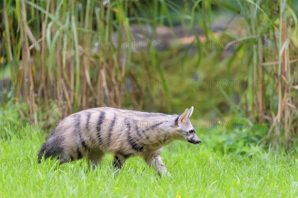 An aardwolf (Proteles cristatus) runs across a green meadow. In the background is green vegetation. Captive