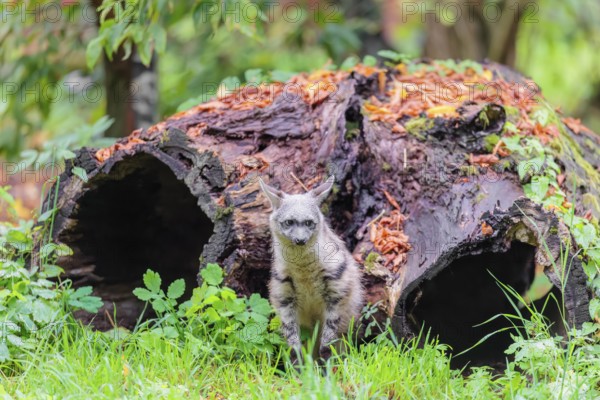 An aardwolf (Proteles cristatus) sits in a green meadow in front of a hollow rotting tree trunk. Captive