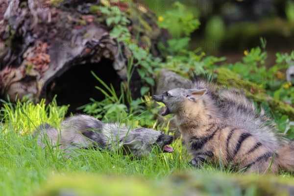 Two adult aardwolves (Proteles cristatus) fight on a green meadow at the edge of the forest. A young animal watches curiously. Captive