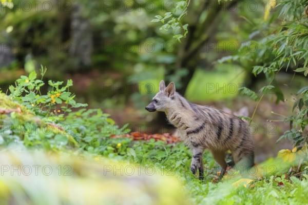 An aardwolf (Proteles cristatus) stands in a green meadow behind a mossy rock at the edge of the forest. Captive