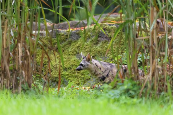 An aardwolf (Proteles cristatus) runs across a green meadow. In the background are rocks and green vegetation. Captive