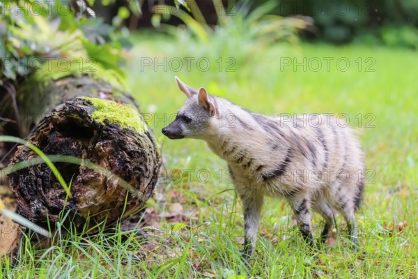 An aardwolf (Proteles cristatus) runs across a green meadow, past a rotting tree trunk. In the background is green vegetation. Captive