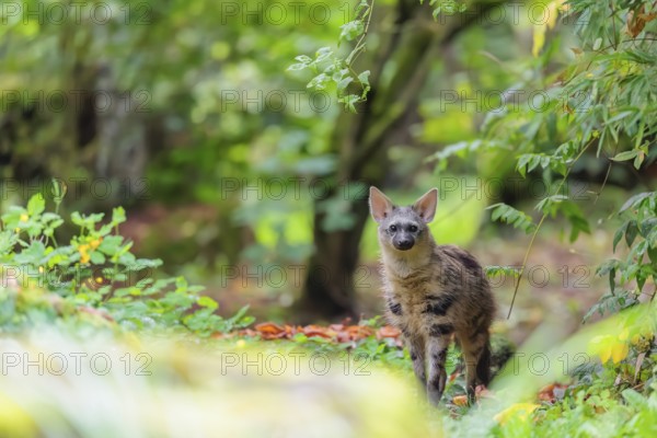 An aardwolf (Proteles cristatus) stands in a green forest, looking at the camera. Captive