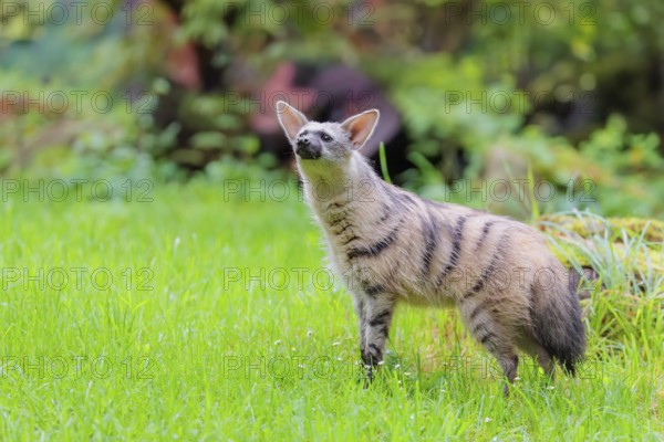 An aardwolf (Proteles cristatus) stands in a green meadow, sniffing the air with its head raised. In the background are rotting tree trunks and green vegetation. Captive