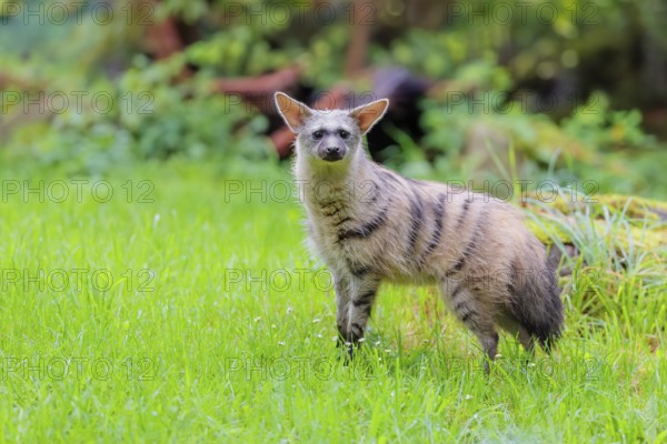 An aardwolf (Proteles cristatus) stands in a green meadow. In the background are rotting tree trunks and green vegetation. Captive