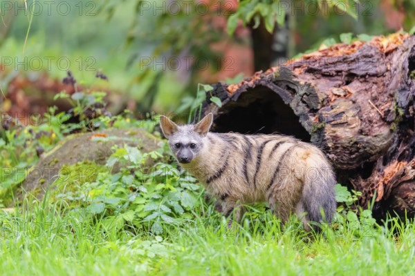 An aardwolf (Proteles cristatus) stands in a green meadow in front of a hollow rotting tree trunk. Captive