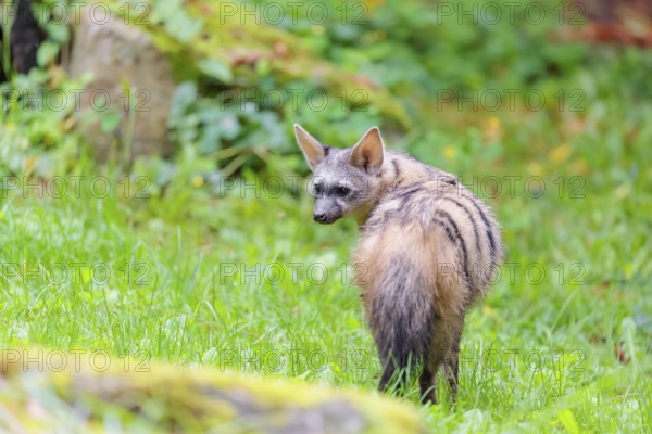 An aardwolf (Proteles cristatus) stands looking back in a green meadow behind a mossy rock at the edge of the forest. Captive