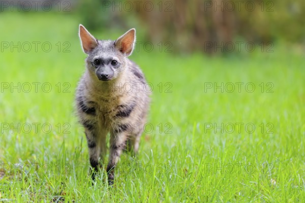An aardwolf (Proteles cristatus) stands in a green meadow, looking at the camera. In the background is green vegetation. Captive