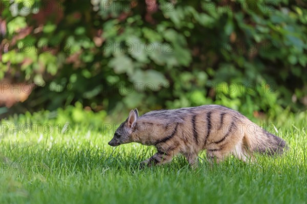 An aardwolf (Proteles cristatus) runs across a green meadow. In the background is green vegetation. Captive
