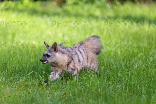 An aardwolf (Proteles cristatus) runs across a green meadow. In the background is green vegetation. Captive