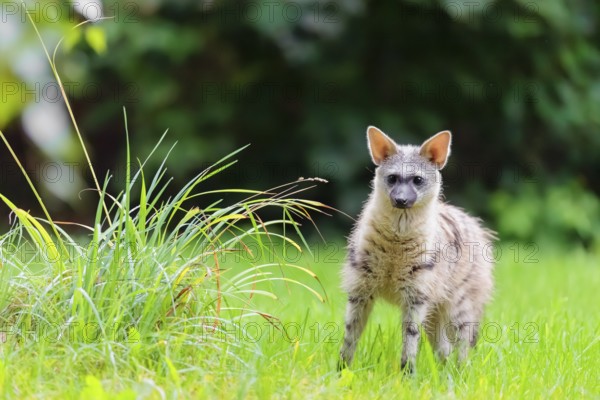 An aardwolf (Proteles cristatus) stands next to tall grass in a green meadow, looking at the camera. Captive