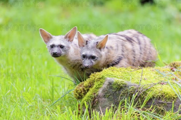 Two aardwolves (Proteles cristatus) search for food on a moss-covered rock in a green meadow in front of a hollow, decaying tree trunk. Captive