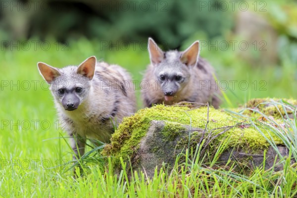 Two aardwolves (Proteles cristatus) search for food on a moss-covered rock in a green meadow in front of a hollow, decaying tree trunk. Captive