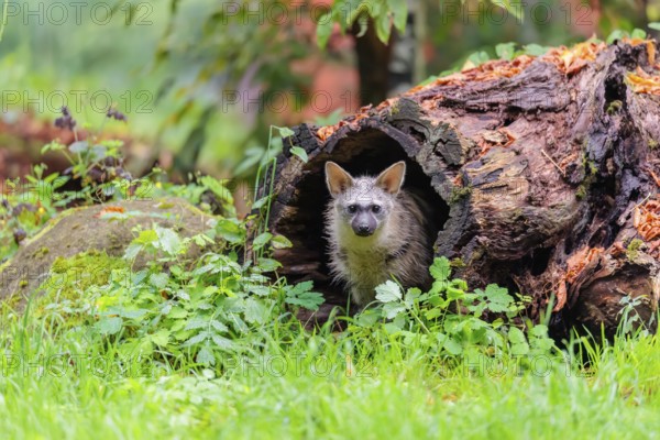 An aardwolf (Proteles cristatus) sits in a hollow, decaying tree trunk at the edge of the forest and looks out. Captive