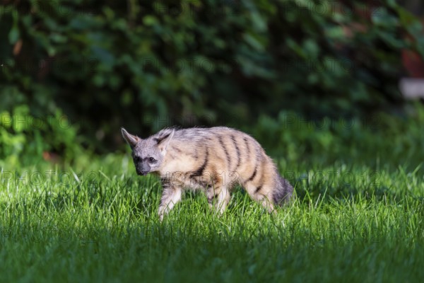 An aardwolf (Proteles cristatus) runs across a green meadow. In the background is green vegetation. Captive