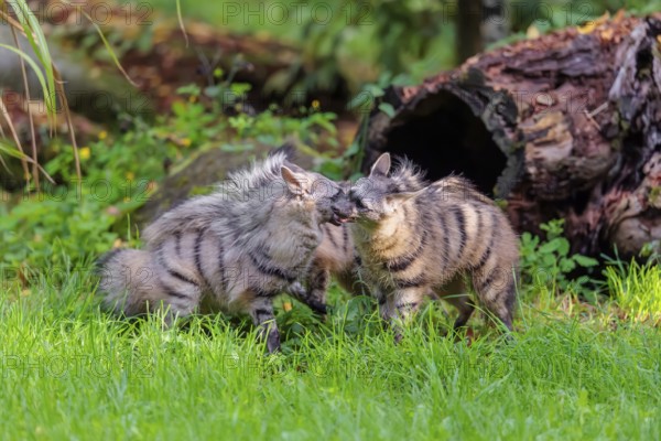 Two adult aardwolves (Proteles cristatus) fight on a green meadow at the edge of the forest. A young animal watches curiously. Captive