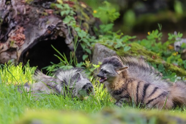 Two adult aardwolves (Proteles cristatus) fight on a green meadow at the edge of the forest. A young animal watches curiously. Captive