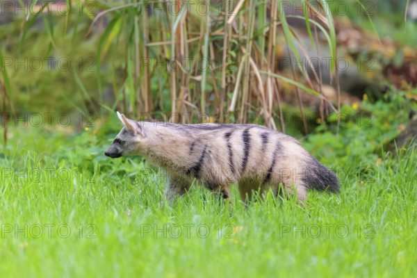 An aardwolf (Proteles cristatus) runs across a green meadow. In the background are rocks and green vegetation. Captive
