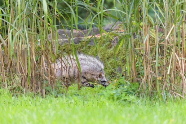 An aardwolf (Proteles cristatus) runs through dense vegetation. Captive