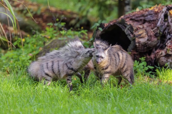 Two adult aardwolves (Proteles cristatus) fight on a green meadow at the edge of the forest. A young animal watches curiously. Captive