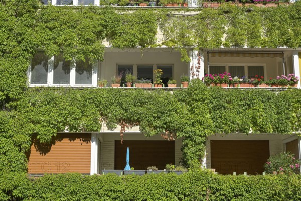 Façade greening, vine foliage, residential building, Freiherr-vom-Stein-Straße, Schöneberg, Tempelhof-Schöneberg, Berlin, Germany