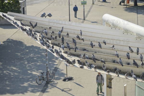 Pigeons, plague, roof of Lichtenberg railway station, Berlin, Germany