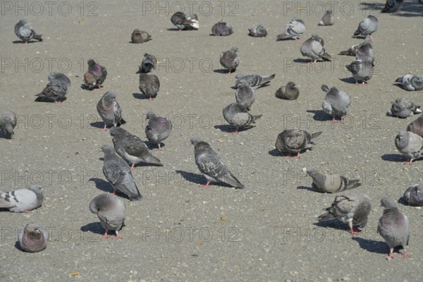 Pigeons at Potsdamer Platz, Berlin, Germany