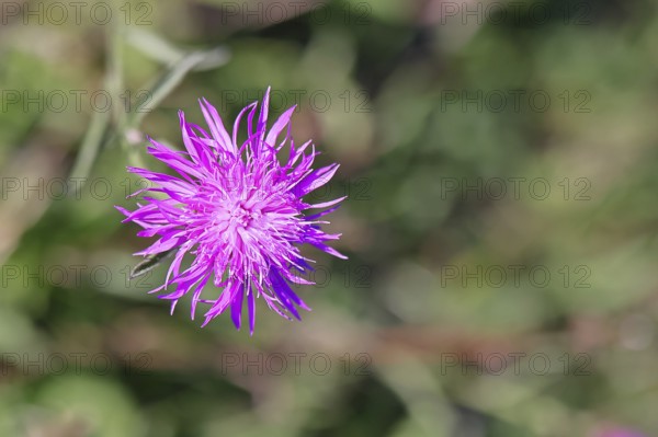 Meadow knapweed or common knapweed (Centaurea jacea), flower, Wilnsdorf, North Rhine-Westphalia, Germany