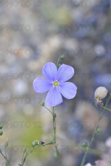 Flax (Linum usitatissimum), blue flower, medicinal plant, Wilnsdorf, North Rhine-Westphalia, Germany