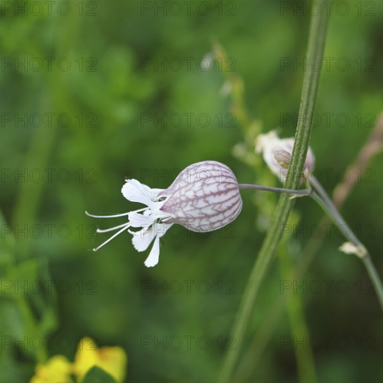 Pigeon's bedstraw or common bedstraw (Silene vulgaris), flower, Wilnsdorf, North Rhine-Westphalia, Germany, North Rhine-Westphalia, Germany