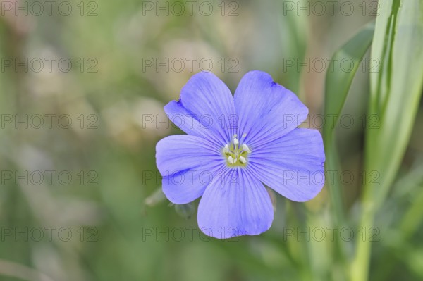 Flax (Linum usitatissimum), blue flower, medicinal plant, Wilnsdorf, North Rhine-Westphalia, Germany