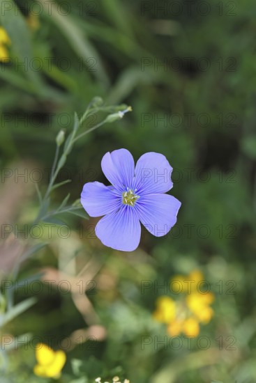 Flax (Linum usitatissimum), blue flower, medicinal plant, Wilnsdorf, North Rhine-Westphalia, Germany