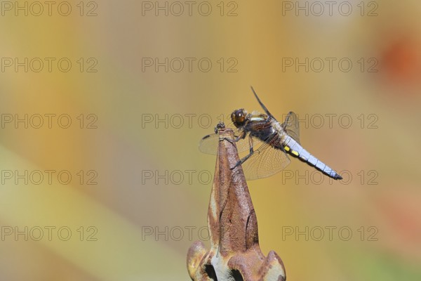 Flat-bellied dragonfly (Libellula depressa), male sitting on a fence top in the garden, close-up, Wilnsdorf, North Rhine-Westphalia, Germany