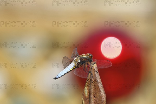 Flat-bellied dragonfly (Libellula depressa), male sitting on a fence top in the garden, sunset, close-up, Wilnsdorf, North Rhine-Westphalia, Germany