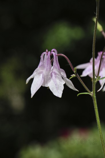 Columbine (Aquilegia vulgaris), pink flower at the edge of a forest, in spring, Wilnsdorf, North Rhine-Westphalia, Germany