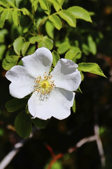 Dog rose (Rosa canina), wild rose, rose hip, blossom, Wilnsdorf, North Rhine-Westphalia, Germany