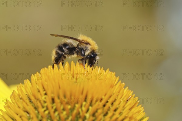 Field bumblebee (Bombus pascuorum), collecting nectar on a purple coneflower (Echinacea purpurea), close-up, Wilnsdorf, North Rhine-Westphalia, Germany