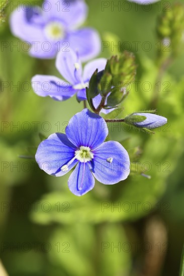 Gamander speedwell (Veronica chamaedrys), men's fritillary, flowers in a deciduous forest, blue blossom, spring, Wilnsdorf, North Rhine-Westphalia, Germany