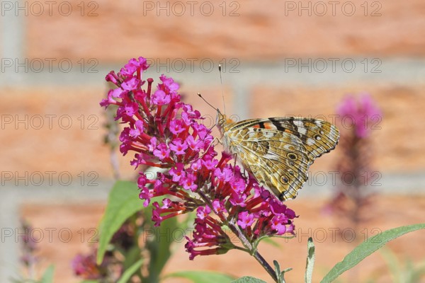 Thistle butterfly (Vanessa cardui) on a Buddleja davidii flower, wings closed, underside of wings, Wilnsdorf, North Rhine-Westphalia, Germany