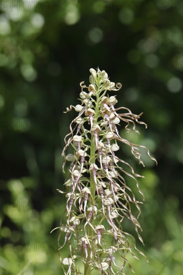 Goat's tongue (Himantoglossum hircinum), inflorescence with open white-purple flowers, in front of a grove, orchids, orchid, orchid plant, nature photography, Lahnstein, Rhineland-Palatinate, Germany