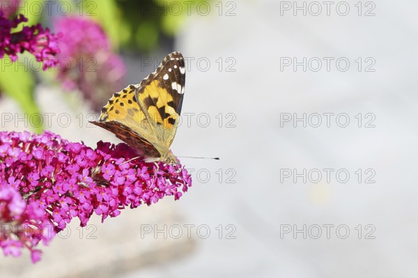 Thistle butterfly (Vanessa cardui) on a Buddleja davidii flower, Wilnsdorf, North Rhine-Westphalia, Germany