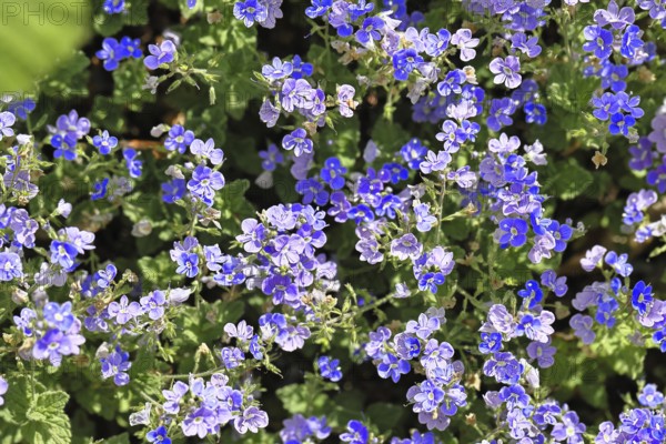 Gamander speedwell (Veronica chamaedrys), men's fritillary, flowers in a deciduous forest, blue blossom, spring, Wilnsdorf, North Rhine-Westphalia, Germany