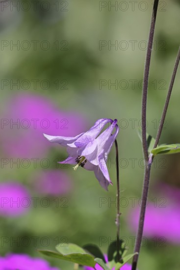 Columbine (Aquilegia vulgaris), pink flower at the edge of a forest, in spring, Wilnsdorf, North Rhine-Westphalia, Germany