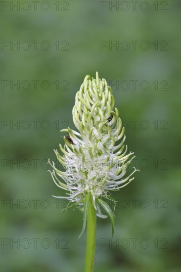Spiked rampion (Phyteuma spicatum), greenish-white flowers in a forest clearing, Wilnsdorf, North Rhine-Westphalia, Germany