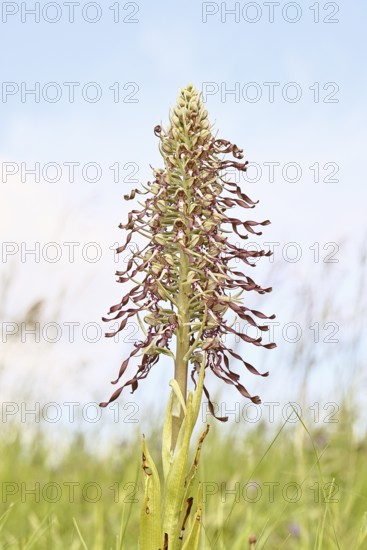Goat's tongue (Himantoglossum hircinum), inflorescence with open white-purple flowers, on a weasel, high key photo, orchids, orchid, orchid plant, nature photography, Lahnstein, Rhineland-Palatinate, Germany