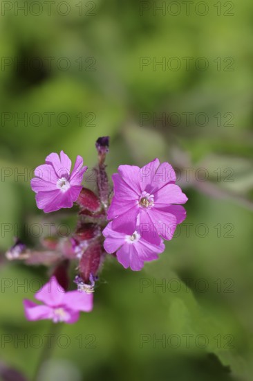 Red campion (Silene dioica), close-up of a flower in a meadow, Wilnsdorf, North Rhine-Westphalia, Germany